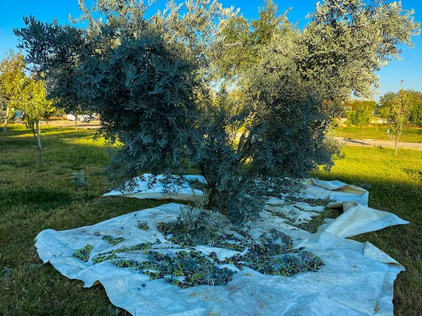 Olive Tree Picking Olives Turkey — Foto Stock