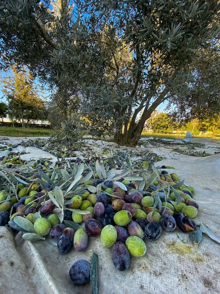Olive Tree Picking Olives Turkey — Foto Stock