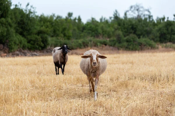 Uma Ovelha Vagueando Pelo Pasto — Fotografia de Stock