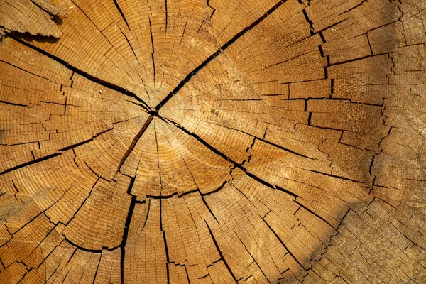 View Felled Trees Tree Stump Section — Stockfoto