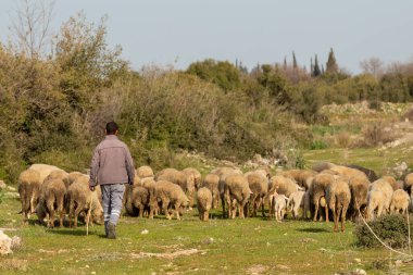 Yaşlı çoban koyunlarını otlatıyor.