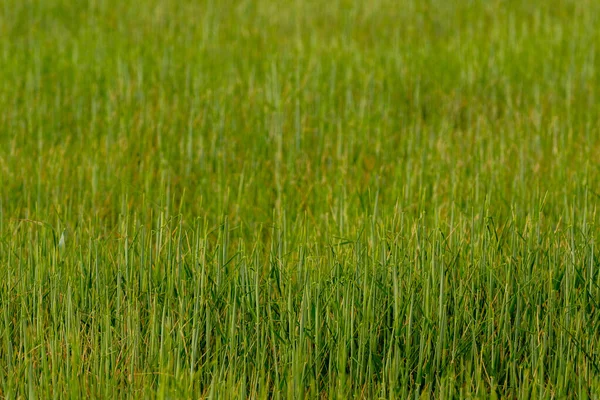 Yeşil alan ve çimenler, arka plan. Büyüyen buğday tarlası.