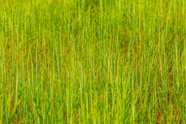 Zielone Pole Trawa Tło Pole Pszenicy Uprawnej — Zdjęcie stockowe
