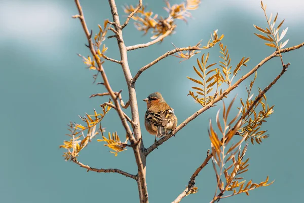 Pták Pěnkavý Sedí Větvi Stromů — Stock fotografie