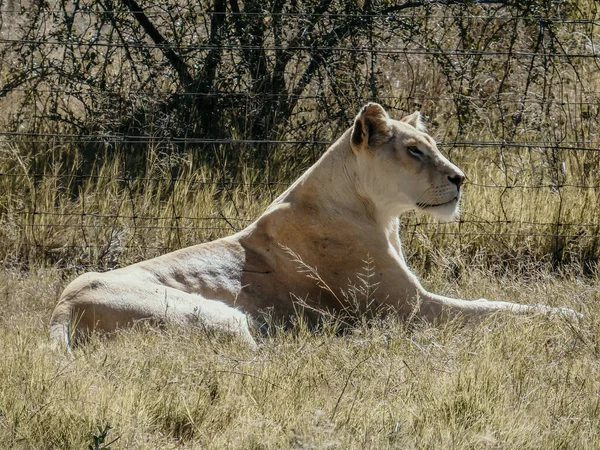 アフリカの白いライオン ライオン座って — ストック写真