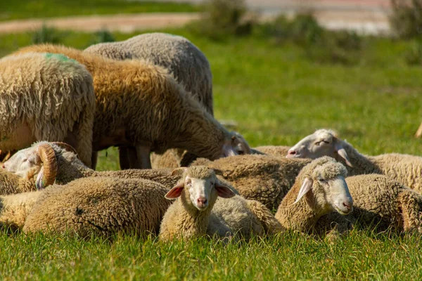 Manada Ovelhas Deitadas Chão Descansando Turquia — Fotografia de Stock