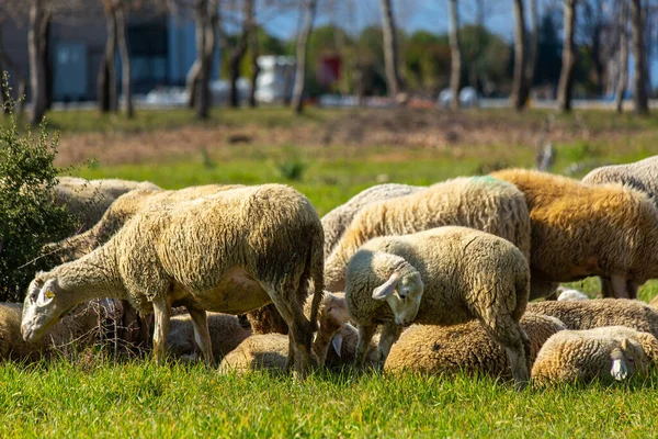 Mãe Ovelhas Cordeiro Cheirando Uns Aos Outros Turquia — Fotografia de Stock