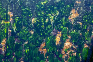 Yaprakların, alglerin ve suyun altında yaşayan çeşitli bitkilerin görüntüsü. Yeşil su altı bitkileri. Bulanık