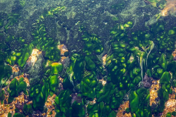 Imagen Las Hojas Algas Varias Plantas Que Viven Bajo Agua — Foto de Stock