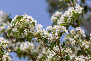 Türkiye 'de ilkbaharda açan armut ağacı çiçekleri
