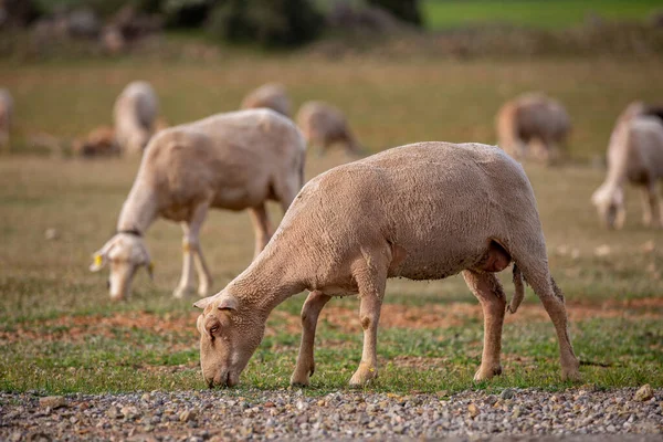 Sheep Grazing Field Flock Sheep — Stock Photo, Image