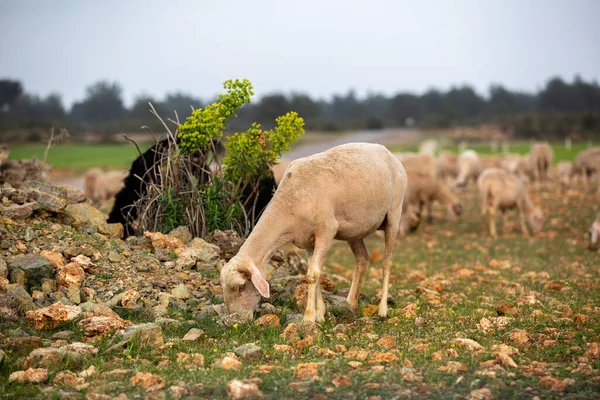 羊在田里吃草 一群羊 — 图库照片