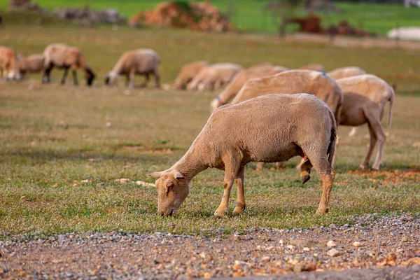 Ovelhas Pastando Campo Rebanho Ovinos — Fotografia de Stock