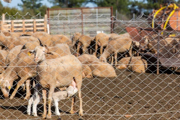 White Lamb Suckling Milk Its Mother Lamb Sheep Wire Mesh — Fotografia de Stock