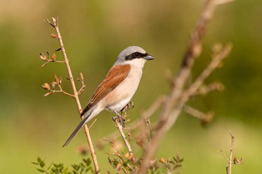 Kırmızı sırtlı Shrik. Daldaki kuş. 
