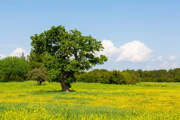 Big Single Tree Middle Green Fields Turkey — Foto Stock