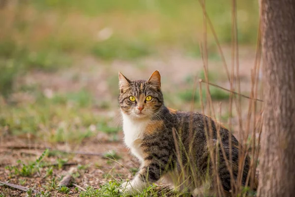 Pręgowany Kot Żółte Oczy — Zdjęcie stockowe