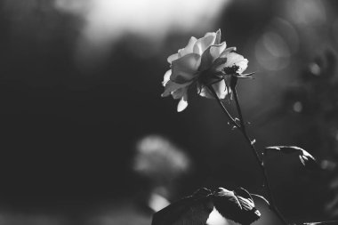 Yaprakları olan büyük siyah beyaz bir gülün çiçeği