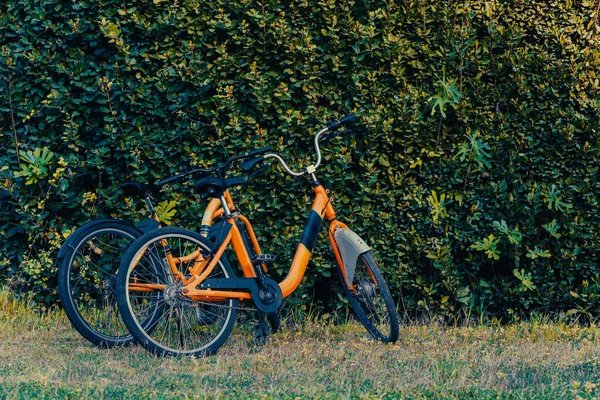 2 orange bikes in front of a wall covered with green leaves in Turkey