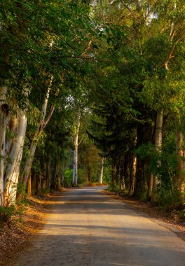 Yan tarafında uzun ağlar olan bir yol. Hindideki ağaçlı tünel yolu