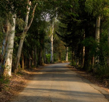 Yan tarafında uzun ağlar olan bir yol. Hindideki ağaçlı tünel yolu
