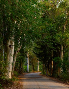 Yan tarafında uzun ağlar olan bir yol. Hindideki ağaçlı tünel yolu