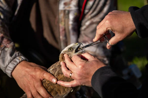 Göç sırasında yaralanan batılı bir bataklık gemisine kurtçuk yedirmek.