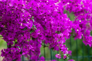 Menekşe begonviller, sarmaşık çiçekleri.