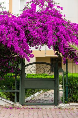 Bahçe kapısı begonvil çiçeklerle kaplı, sarmaşık çiçekleri