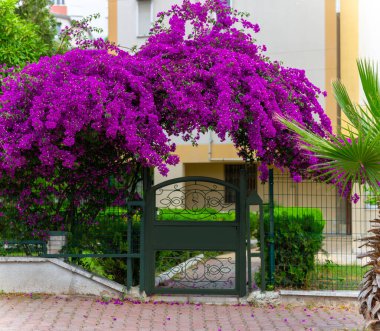 Bahçe kapısı begonvil çiçeklerle kaplı, sarmaşık çiçekleri