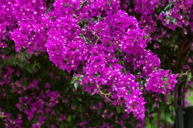 Menekşe begonviller, sarmaşık çiçekleri.