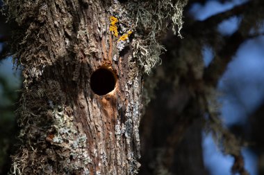 Türkiye 'de sedir ağacına ağaçkakan yuvası