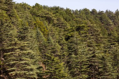 Sedir ormanının yakın çekim görüntüleri.