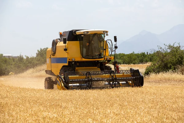 Combine Harvester Harvesting Barley Fields Agricultural Machinery Stock Image