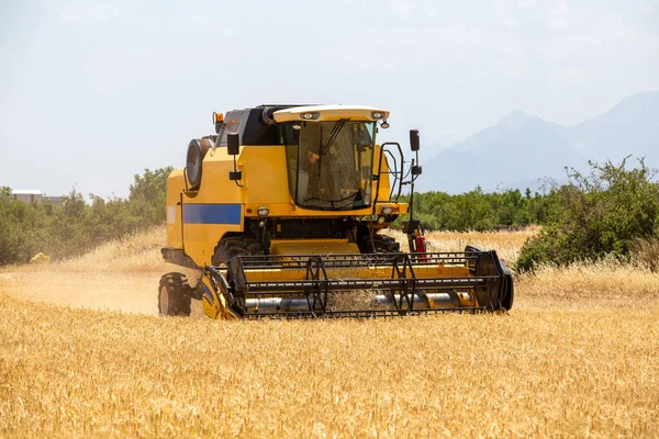 Combine Harvester Harvesting Barley Fields Royalty Free Stock Images