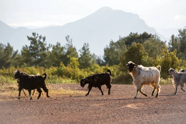 在土耳其 一只山羊宝宝在羊群中行走 — 图库照片