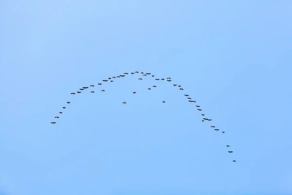 Rebanho Aves Migratórias Céu Turquia — Fotografia de Stock