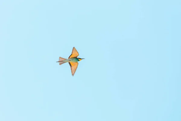 Bee bird flying with open wings in Turkey