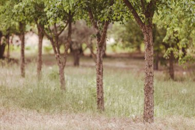 Orman ve ağaçlar. Ormanın girişi..