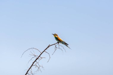 Türkiye 'de açık kanatlarla uçan arı kuşu