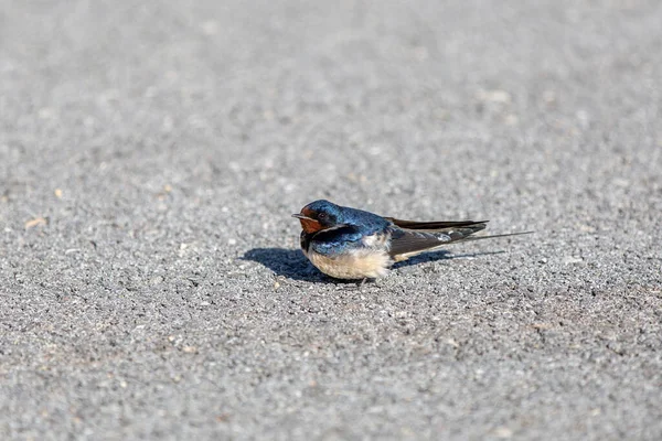 The common house martin (Delichon urbicum), sometimes called the northern house martin or, particularly in Europe,  is a migratory passerine bird of the swallow