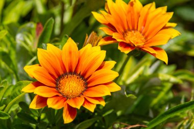 Gazania rigens (syn. G. splendens (bazen hazine çiçeği olarak da bilinir), Asteraceae familyasından Güney Afrika kıyı bölgesinde yetişen bir bitki türüdür..