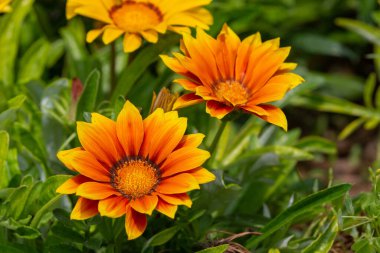Gazania rigens (syn. G. splendens (bazen hazine çiçeği olarak da bilinir), Asteraceae familyasından Güney Afrika 'nın kıyı bölgelerine özgü bir bitki türüdür..