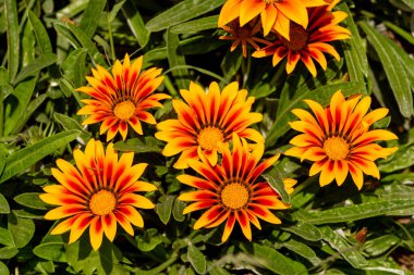 Gazania rigens (syn. G. splendens (bazen hazine çiçeği olarak da bilinir), Asteraceae familyasından Güney Afrika kıyı bölgesinde yetişen bir bitki türüdür..