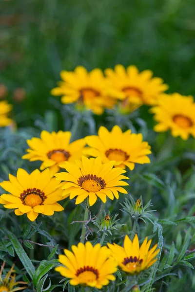 Gazania Rigens Syn Splendens Sometimes Called Treasure Flower Species Flowering — Stock Photo, Image