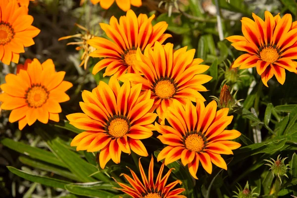 Gazania rigens (syn. G. splendens (bazen hazine çiçeği olarak da bilinir), Asteraceae familyasından Güney Afrika kıyı bölgesinde yetişen bir bitki türüdür..