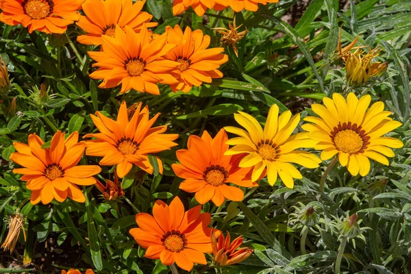 Gazania Rigens Syn Splendens Volte Chiamato Fiore Del Tesoro Una — Foto Stock