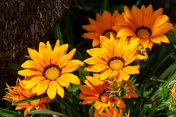Gazania Rigens Syn Splendens Sometimes Called Treasure Flower Species Flowering — Stock Photo, Image