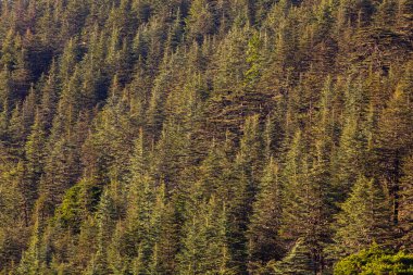 Sedir ağaçları ve dağ manzarası