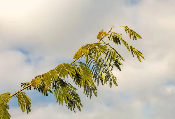 Albizia Julibrissin Det Persiska Sidenträdet Eller Det Rosa Sidenträdet Trädart — Stockfoto